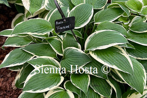 Hosta 'Francee'