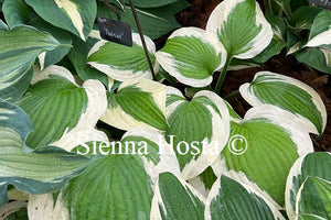 Hosta 'Patriot'