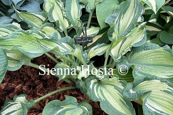 Hosta 'Guardian Angel'