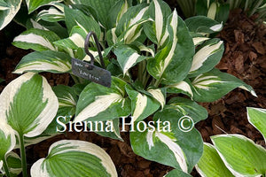 Hosta 'Enterprise'