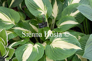 Hosta 'Vulcan'