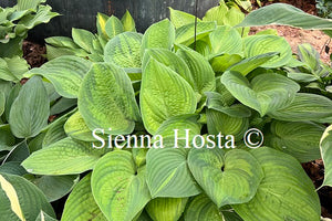 Hosta 'Paradigm'