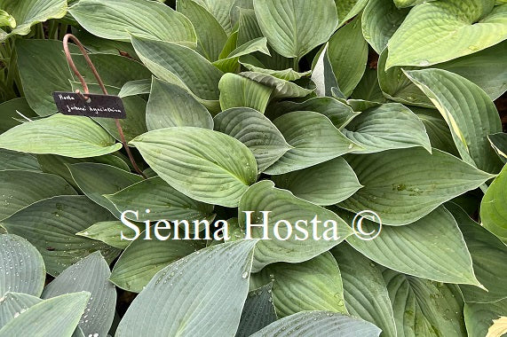 Hosta 'fortunei Hycinthina'