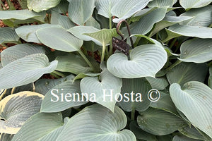 Hosta 'Halcyon'