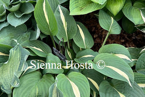 Hosta 'Risky Business' 