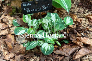 Hosta 'Pandora's Box'