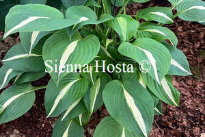 Hosta 'White Bikini'