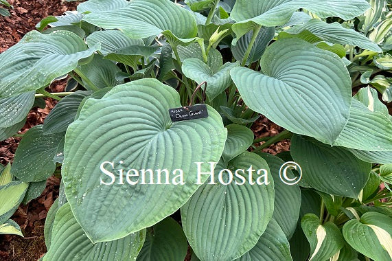 Hosta 'Devon Giant'