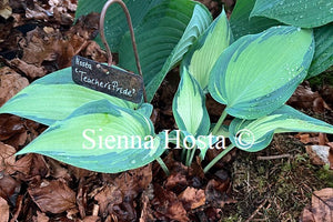 Hosta 'Teachers Pride'