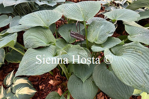 Hosta 'sieboldiana var elegans'