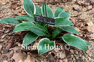 Hosta 'Silver Shadows'