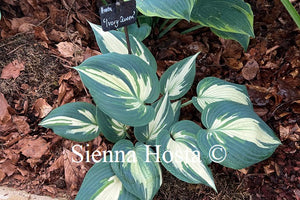 Hosta 'Ivory Queen'