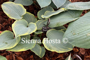 Hosta 'Blue Flame'