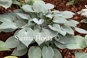 Hosta 'Halcyon'