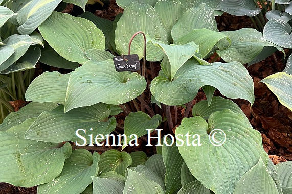 Hosta 'Jack Berry'