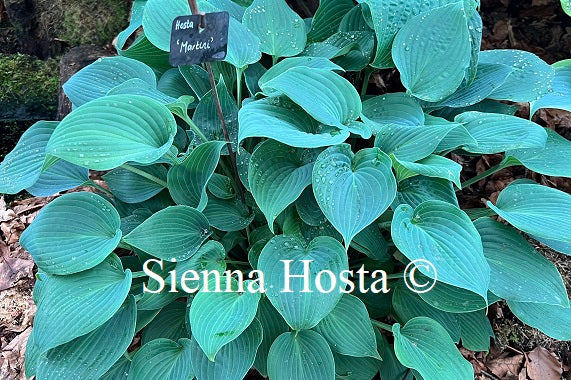 Hosta 'Martini'