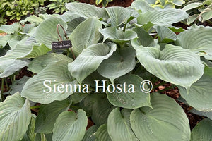 Hosta 'Minnesota Wild'