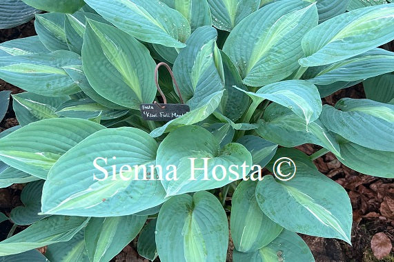 Hosta 'Kiwi Full Monty'