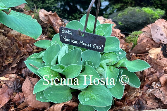 Hosta 'Magical Mouse Ears'