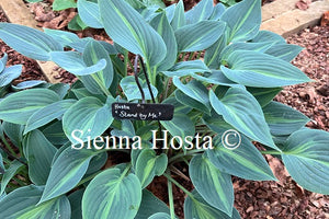 Hosta 'Stand By Me'