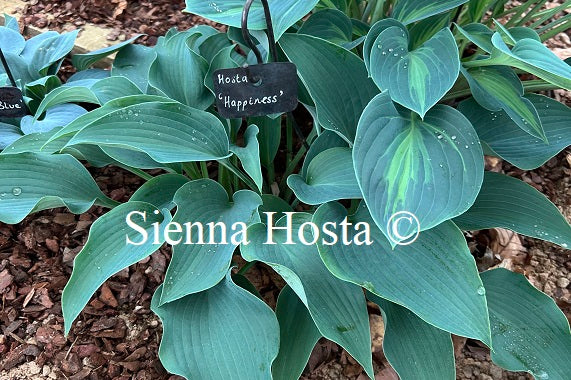 Hosta 'Happiness'