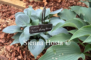 Hosta 'Kiwi Baby Blue'