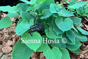 Hosta 'Blue Boy'