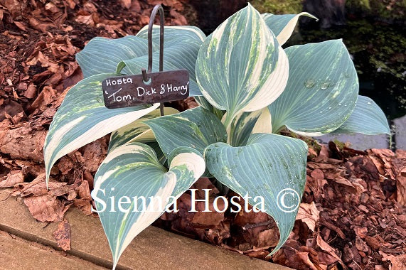 Hosta 'Tom, Dick and Harry'