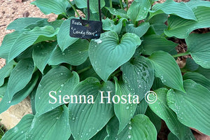 Hosta 'Candy Hearts'