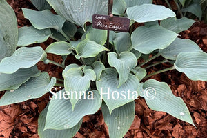 Hosta 'Blue Edger'