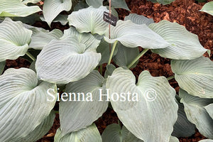 Hosta 'Blue Angel'