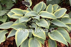 Hosta 'Mourning Dove'