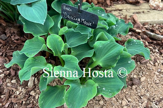 Hosta 'Dancing Mouse'