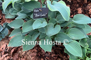 Hosta 'Blue Cadet'