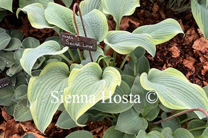 Hosta 'Secret Love'