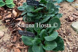 Hosta 'You're So Vein'