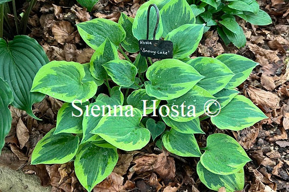 Hosta 'Snowy Lake'