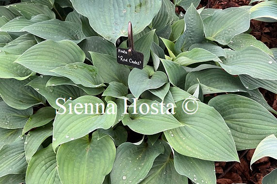 Hosta 'Red Cadet'