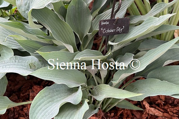 Hosta 'October Sky'