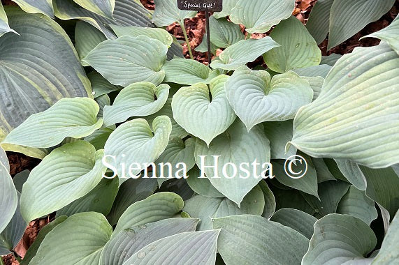 Hosta 'Special Gift'