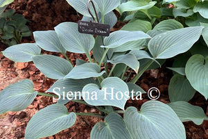 Hosta 'Devon Dream'