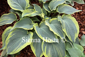 Hosta 'Megan's Angel'