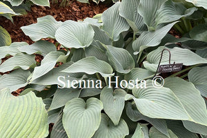 Hosta 'Stormy Seas'