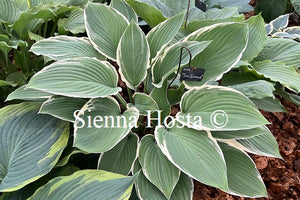 Hosta 'Tom Schmid'