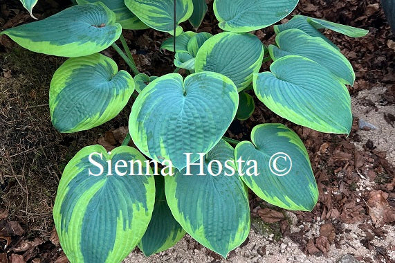 Hosta 'Jack of Diamonds'