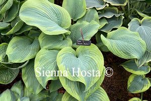 Hosta 'Flemish Master'