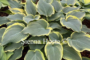 Hosta 'Arc de Triomphe'