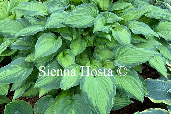 Hosta 'fortunei var Albopicta'