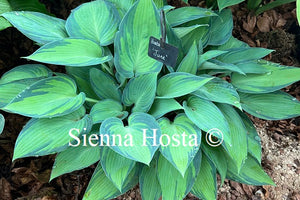 Hosta 'June'