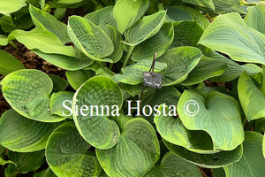 Hosta 'Sugar Snap'